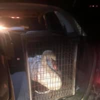 <p>The Ramapo Police Department offered an assist in saving a swan.</p>