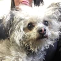 <p>This dog, believed to be missing from Norwalk, is currently in the care of Westport Animal Control after being found on a busy street.</p>