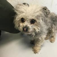 <p>This dog, believed to be missing from Norwalk, is currently in the care of Westport Animal Control after being found on a busy street.</p>