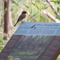 <p>An example of Interpretive Signage installed by the Westchester Land Trust at the Otter Creek Preserve</p>