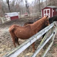 <p>The Putnam County SPCA announced the arrest of a man who abused two horses.</p>