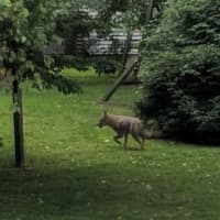 <p>A coyote was spotted making the rounds in backyards in Westchester.</p>