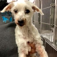 <p>Brutus is available for adoption at the SPCA of Westchester.</p>
