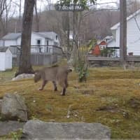<p>A bobcat was caught on camera in Mahopac.</p>