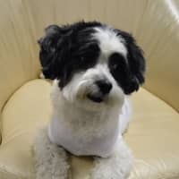 <p>Rayna, a lovable Shih Tzu/Maltese mix, is the mascot for the 1st Annual Bergen County Care Fair April 23. She will be at the event and available for petting.</p>