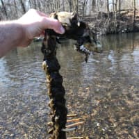 <p>Michael Rawlins of Hackenasck found the skeleton of a deer in the Pequannock River Saturday.</p>