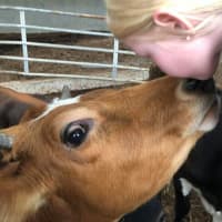 <p>Lisa Miskella&#x27;s granddaughter Madison with Elsa. According to Miskella, Goats are very affectionate.</p>