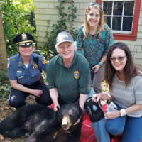 <p>With the downed bear: Village Police Chief Jacqueline Lutchke, Carol Tyler of Tyco Animal Control, Village Health Director Dawn Centrulo, and Mayor Susan Traina Knudsen.</p>
