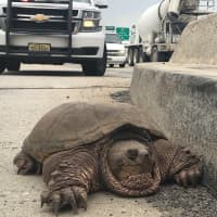 <p>&quot;You just never know what’s causing a traffic delay—a broken down car, an accident, debris in the road, or maybe, just maybe, a tortoise,&quot; police said in a news release.</p>