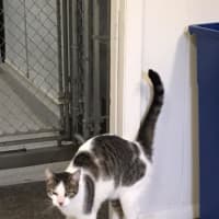 <p>This cat was found by police in Ridgefield.</p>
