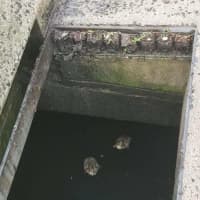 <p>Two of the six ducklings saved by the Westport Fire Department.</p>
