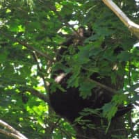 <p>The cub made himself at home in a tree at approximately 12:30 p.m.</p>