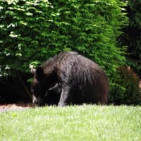 <p>The cub caught some sun on a grassy patch before heading into the woods.</p>