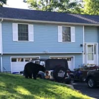 <p>A bear was caught investigating a Hillburn home on Thursday morning.</p>