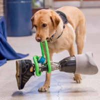 <p>Pace University’s College of Health Professions has developed a one-of-its-kind program that teaches the benefits of service and therapy dogs.</p>