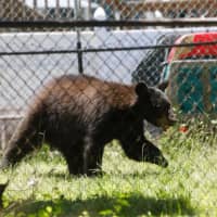 <p>The black bear was spotted on Route 9W near a McDonald&#x27;s.</p>
