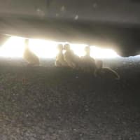 <p>Ramapo police rescued a family of ducks hiding under a car in a local shopping center.</p>