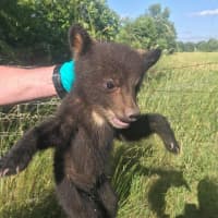 <p>This bear cub was recused by police in Warwick.</p>