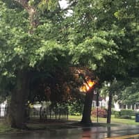 <p>Burning wires fell into this tree in Hackensack, closing Summit Avenue from Berry to Passaic streets.</p>