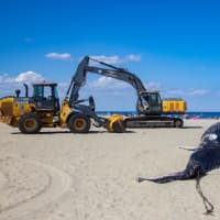 <p>The cause of death has been released for the humpback whale that washed up on a New Jersey beach last weekend.</p>