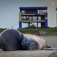 <p>Dead humpback whale in Long Branch Aug. 12.</p>