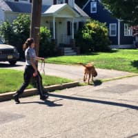 <p>New Jersey Park Police Sgt. Melissa Brown takes K-9 Dickson for a stroll while training in Maywood.</p>