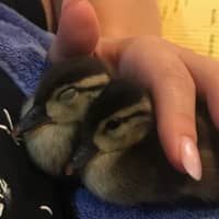 <p>Westchester County Police officers helped rescue some ducks from a precarious position in Mount Kisco.</p>