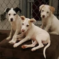 <p>A litter of abandoned puppies will be waiting to play with you on the mats at Studio 108 Saturday in Lyndhurst.</p>