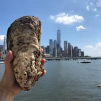 <p>A massive oyster was found in the Hudson River.</p>