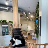 <p>All the Single Kitties officially opened in Middlesex County with a ribbon cutting on Thursday, Nov. 17.</p>
