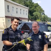 <p>Members of the Yonkers Police Department&#x27;s 3rd Precinct helped rescue an iguana.</p>