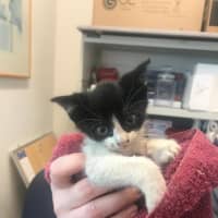 <p>Westchester County Police teamed with Mount Kisco&#x27;s Animal Control to rescue a distressed kitten.</p>