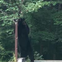 <p>The &#x27;Brewster Bear&#x27; gets acquainted with a tree.</p>