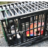 SEE ANYTHING? Bulldog Dumped Alongside Route 287