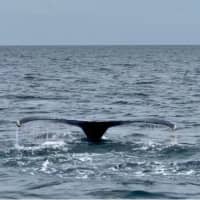 <p>A whale submerges about two miles off the Jersey Shore. (Photos courtesy of Roger J. Muller, Jr. )</p>