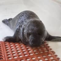 Baby Seal Dies After Wandering Ocean City Streets