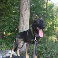 Hunterdon County Police Dog Mourned