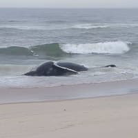 First Dead Whale Of 2024 Washes Up Along Jersey Shore