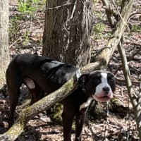 Dog Found Hooked To Tree By Collar, Abandoned In South Windsor