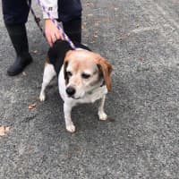 <p>This beagle was found by police in Ramapo</p>