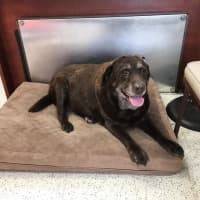 <p>Police in Westport are attempting to find this chocolate lab&#x27;s owner.</p>