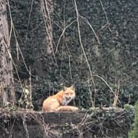 <p>A wild fox or coyote was spotted in Tuckahoe backyards.</p>