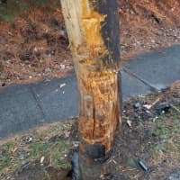<p>A driver who was allegedly on drugs lost control of his car and struck a utility pole in Ramapo.</p>