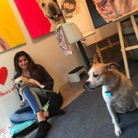 <p>Hope Buzzelli, 17, is donating a portion of each commissioned dog painting to Good Karma Dog Rescue in River Vale.</p>