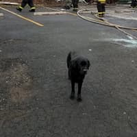 <p>Daisy, the Westchester County Police arson detection dog at the scene of the fire in Port Chester.</p>
