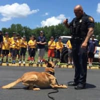 <p>A Paterson police officer and one of the dogs in the K9 unit put on a show for the Pascack Valley Junior Police Academy.</p>