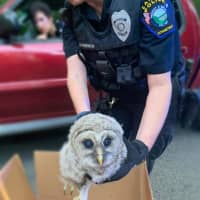<p>An Easton Police officer helped save a baby Barred Owl found sitting in the middle of a busy road.</p>