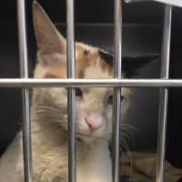 <p>Twenty-two cats were found abandoned with no food or water in a dilapidated Centerport home and have been rescued.</p>