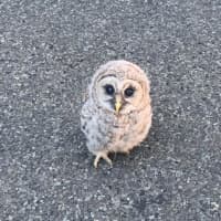 <p>A baby Barred Owl was found in the middle of the road in Easton.</p>