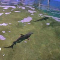 <p>Two of the sharks a Hudson Valley man was convicted of attempting to traffic.</p>